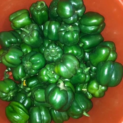 Organic Green Capsicum