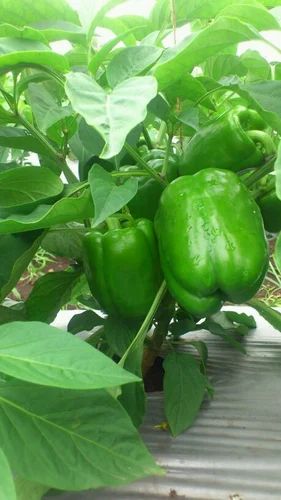 Organic Capsicum