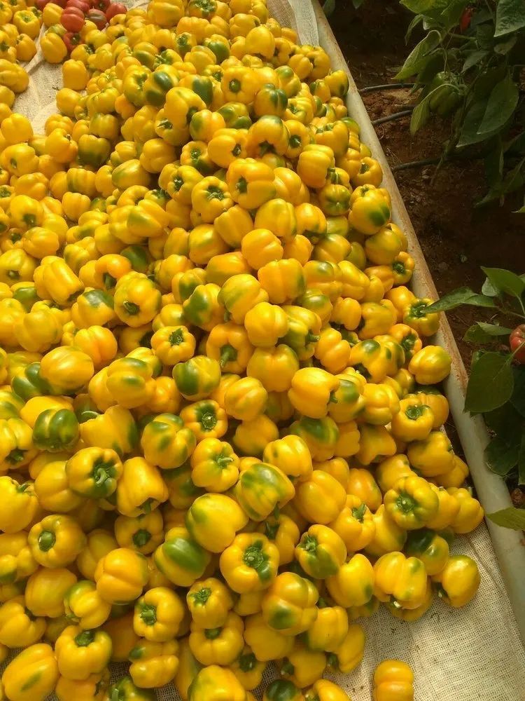 Organic Capsicum
