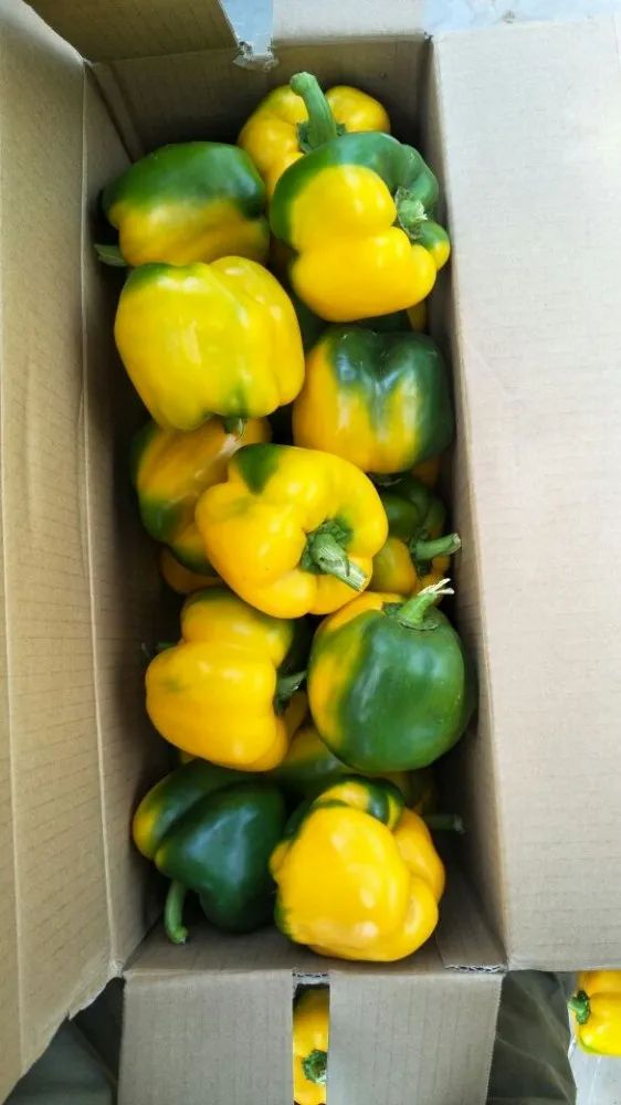 Organic Capsicum