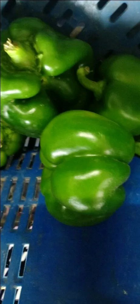 Organic Capsicum
