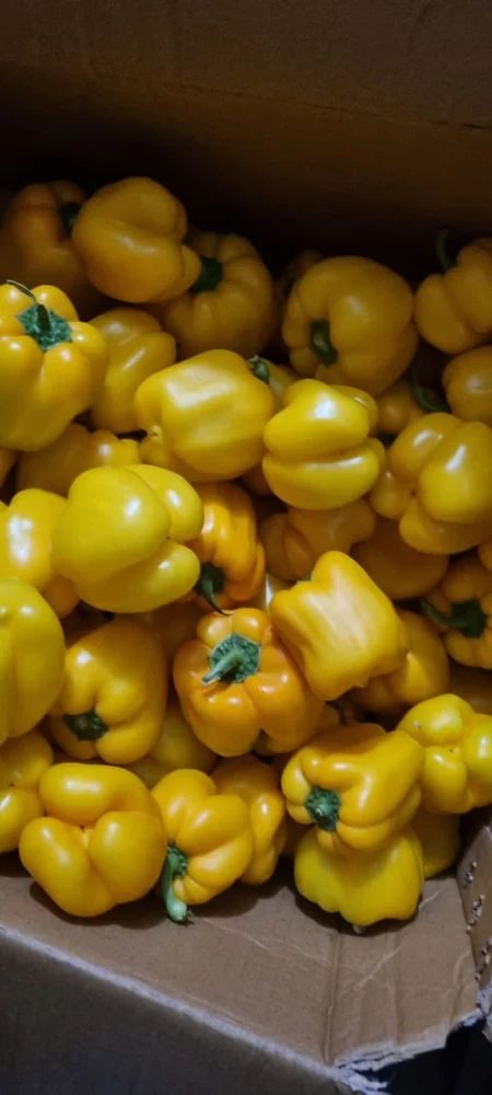 Organic Capsicum