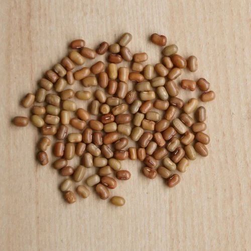 Organic Moth Bean/ Haricot Beans