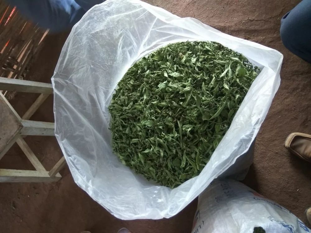 Maharashtra Setiva leaves