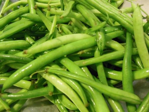 Organic Bean