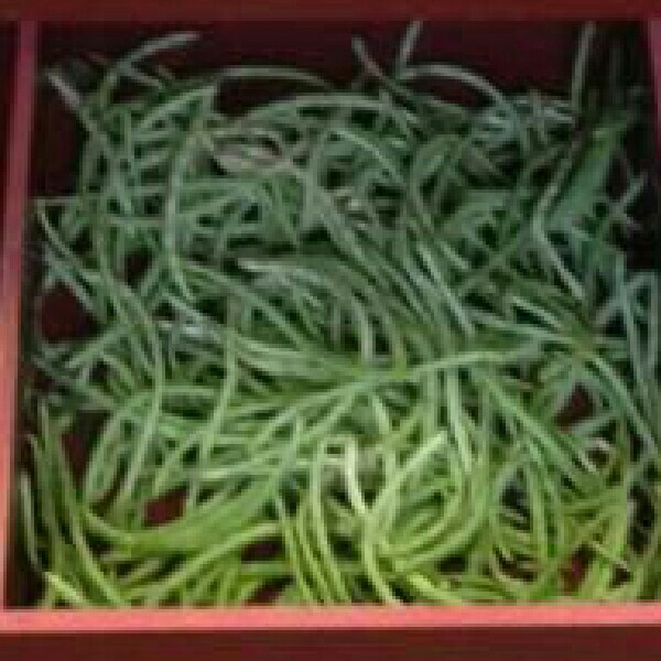 Organic Beans