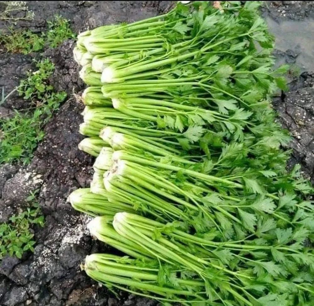 Organic Celery Stick