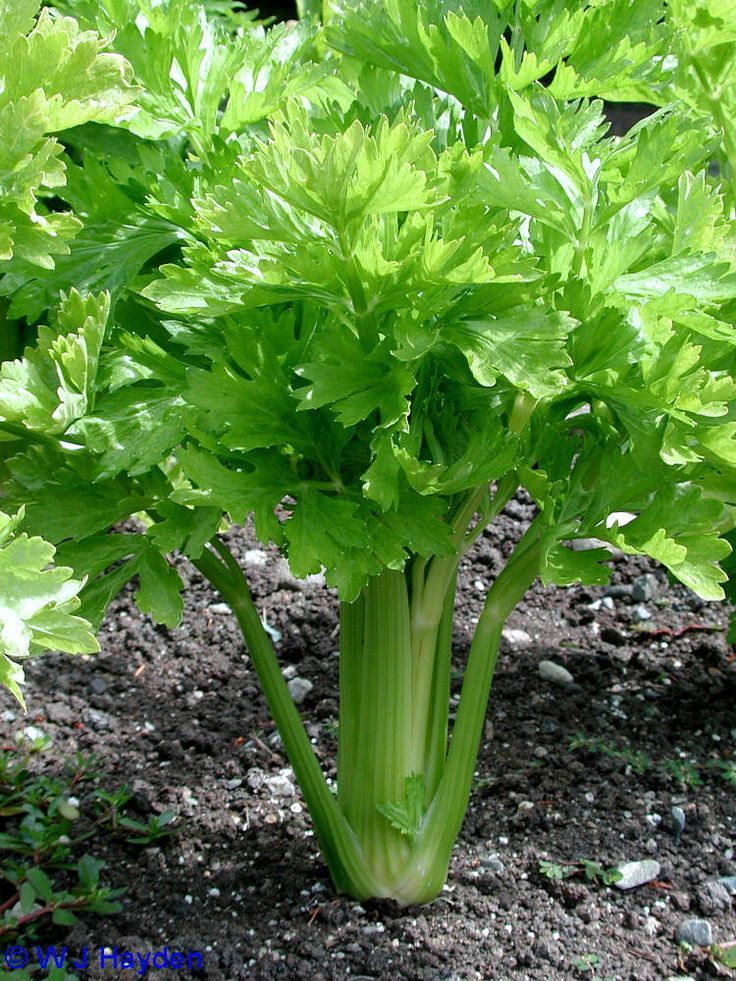 Organic Celery