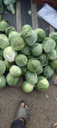 Fresh Organic Cabbage