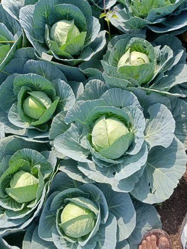 A Grade Organic Green Cabbage, Pesticide Free (for Raw Products)