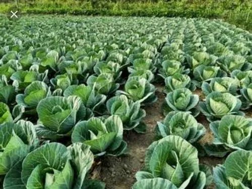 South China Organic Cabbage Of Arunachal Pradesh, Pesticide Free (for Raw Products), Packaging Size: 50 Kg