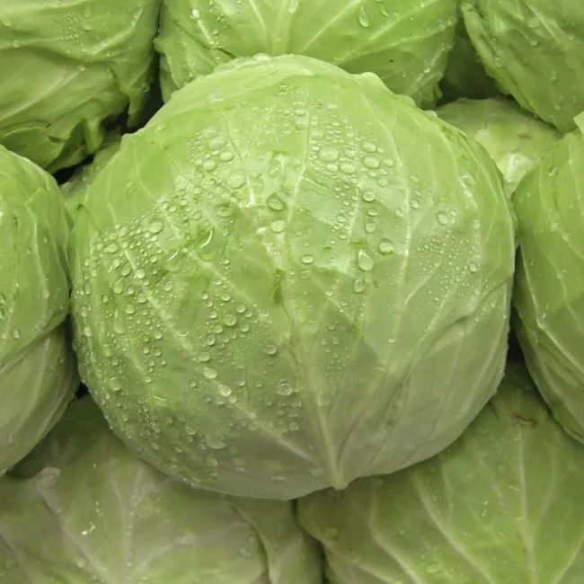Organic Cabbage