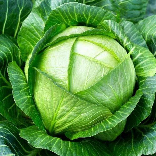 A Grade Organic Green Cabbage