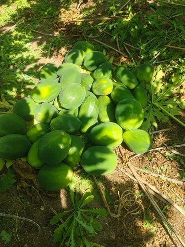 Fresh Papaya Fruits