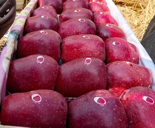 A Grade Fresh Kashmiri Apples, Packaging Size: loose, Packaging Type: Carton