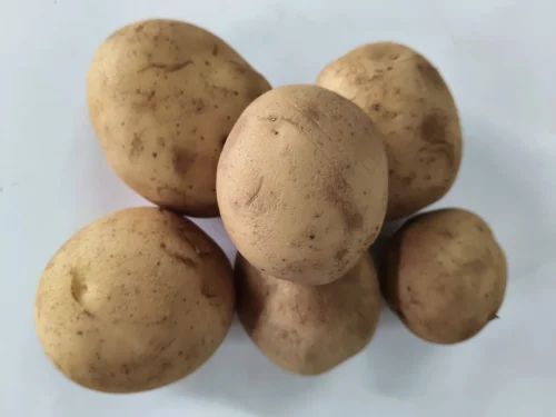 Brown Kufri Taurus Potato