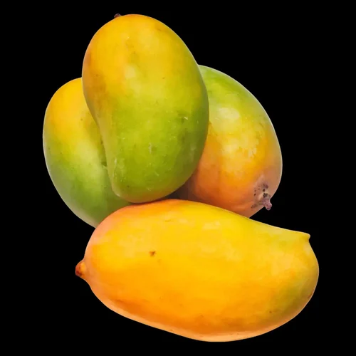 Fresh Kesar Mango Fruit (South India)