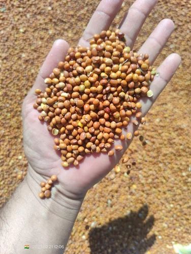 Organic Toor Dal (50 kg) - India Organic Certified