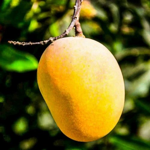Fresh Alphonso Mango (Raw) - 20 kg Plastic Crate