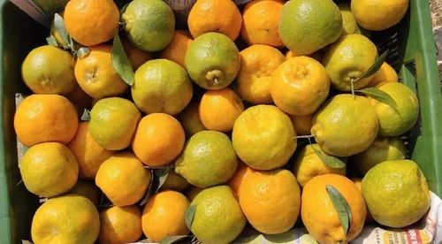 Nagpur Fresh Oranges - Pack of 20 kg