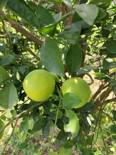 Whole Sweet Lime Mosambi Fruit (20 kg)