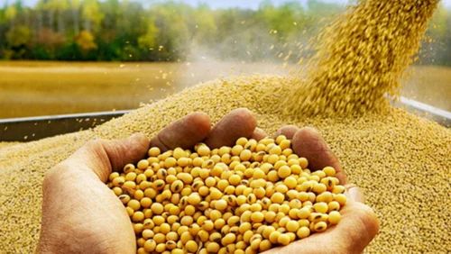 Organic Soybean Supplier, Whole
