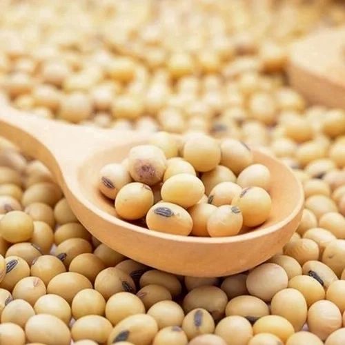 Organic Soybean, Packaging Size: Gunny Bags