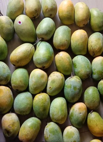 Talala Semi Ripe Kesar Mangoes