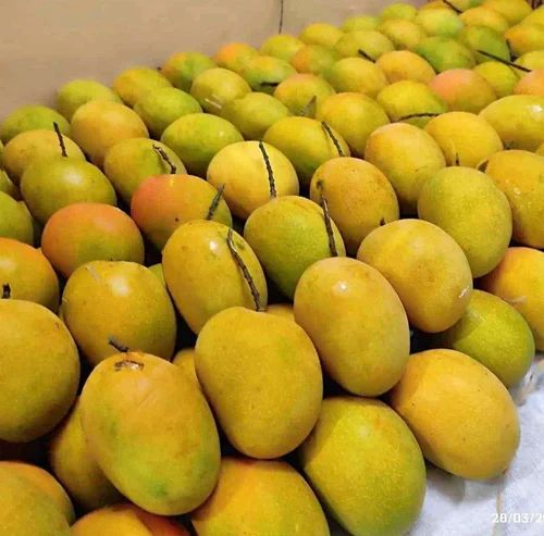 Devgad Semi Ripe Alphanso Mangoes
