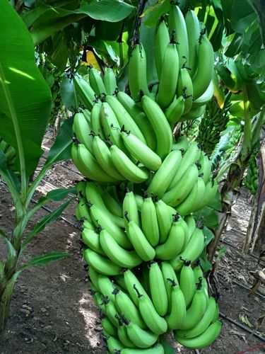 Fresh Banana Fruit