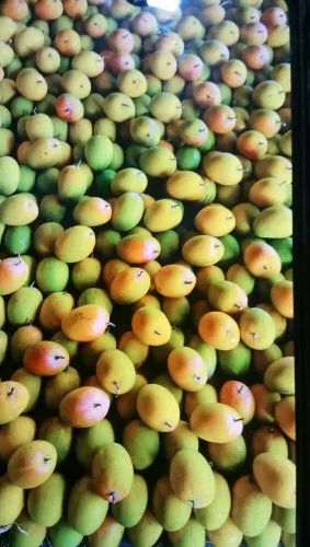 Ratnagiri Fresh Alphonso Mango