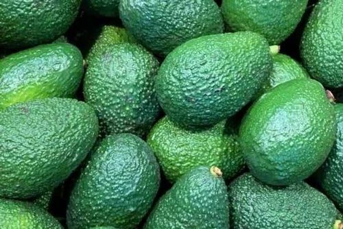 Imported Avocado Fruits