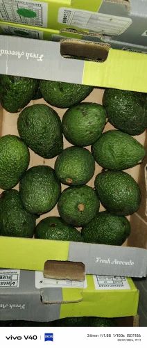 Avocado Fruit