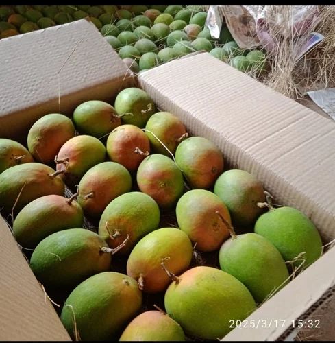 Devgad Alphonso Mangos