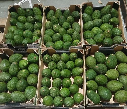Fresh Avocado Fruit