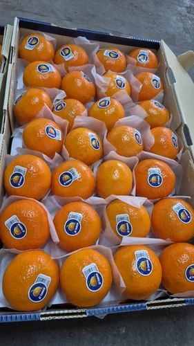 Fresh China Mandarin Orange Fruit