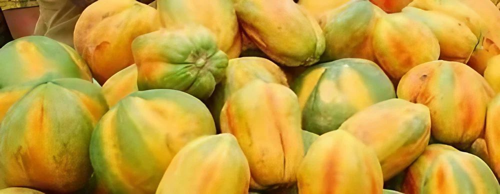 Indian Papaya