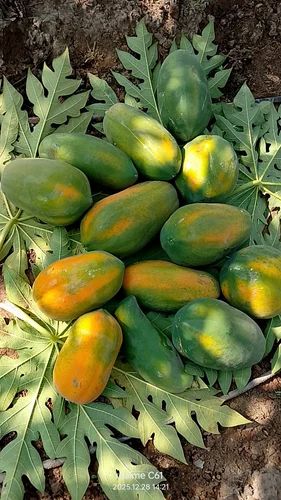 Papaya Fruits
