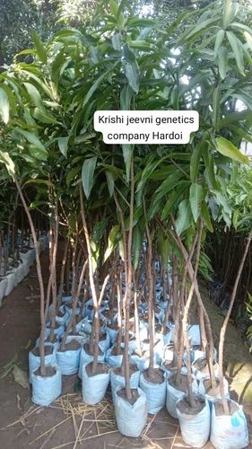 Amrapali Mango Plant