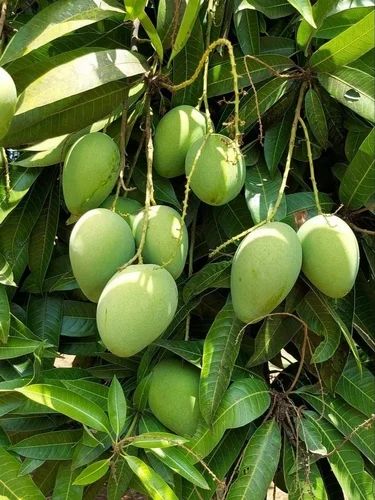 Small Dasheri Raw Mango