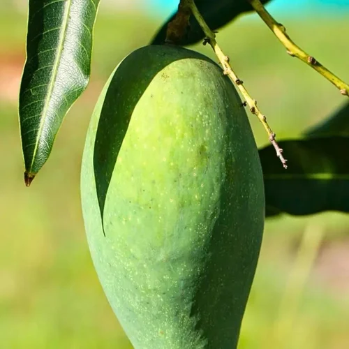 Kesar Raw Mango