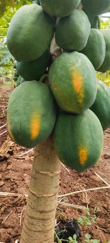 Papaya