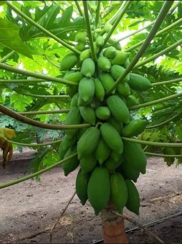 Fresh Papaya Fruit