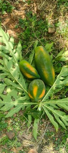 Red Lady Papaya