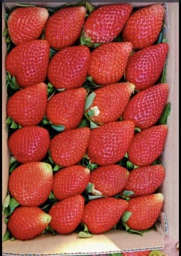 Fresh Sweet Charlie Strawberry in Plastic Box - Local Farm