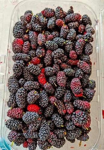 Fresh Mulberry Fruit