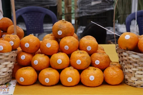A Grade Meghalaya Khasi Mandarin Orange, Packaging Type: Loose