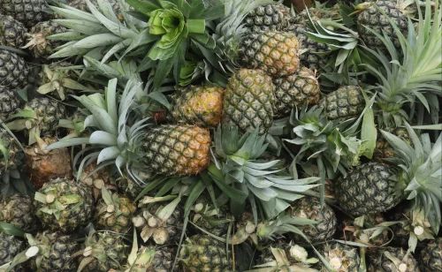 Meghalaya Kew Pineapples