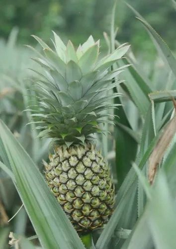 PINAPPLE