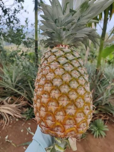 Queen Organic Fresh Pineapple
